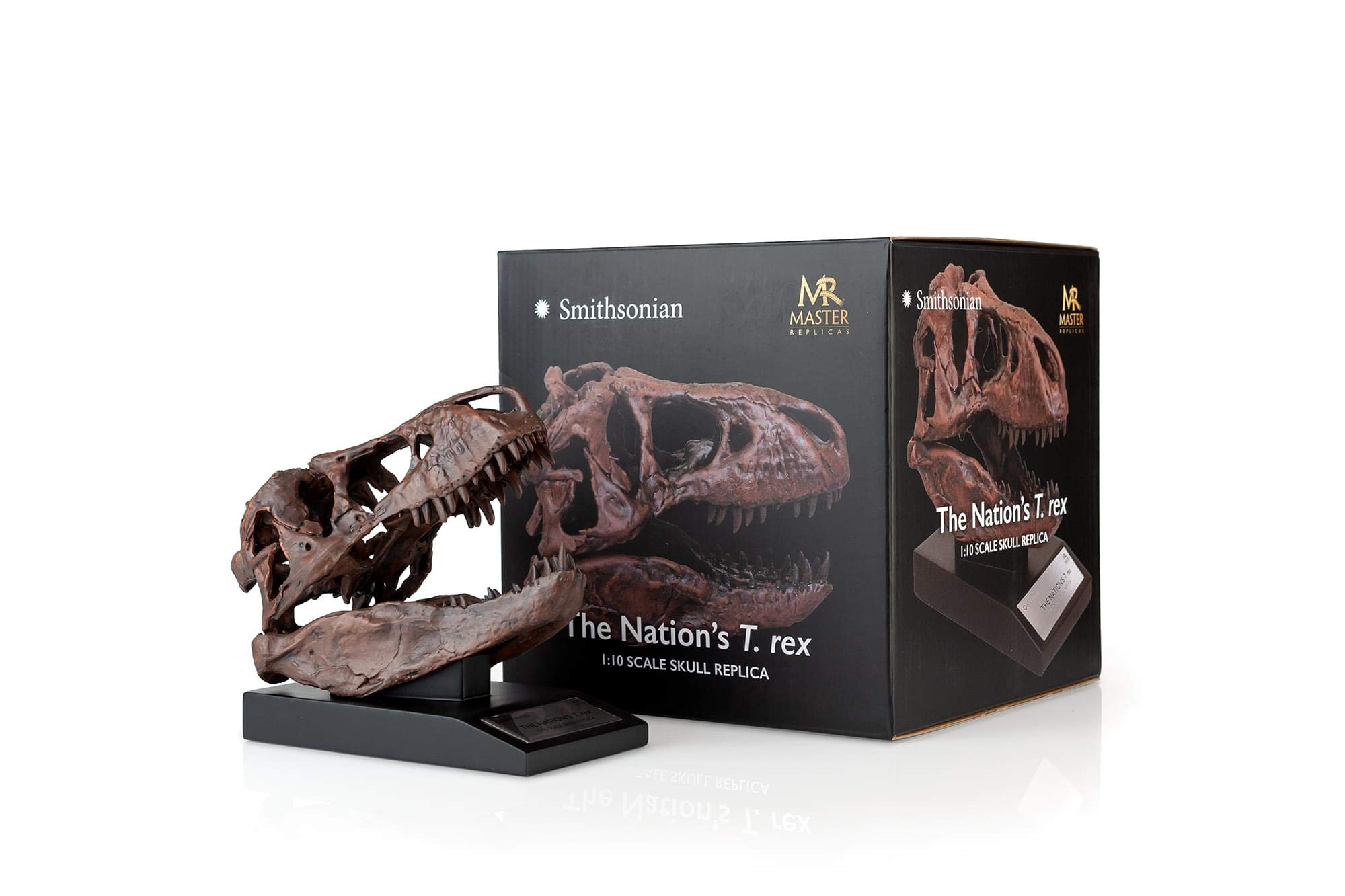 Amazon.co.jp: マスターレプリカ(T-Rex スカル像) | スミソニアン化石